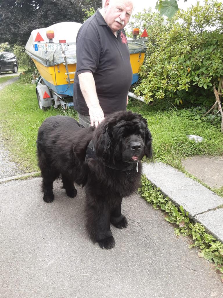 Neufundländer Balou, der rüstige Senior !