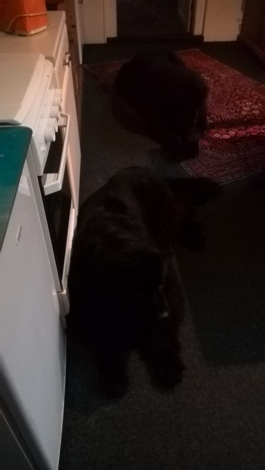 Die Arbeit unserer Pflegestellen