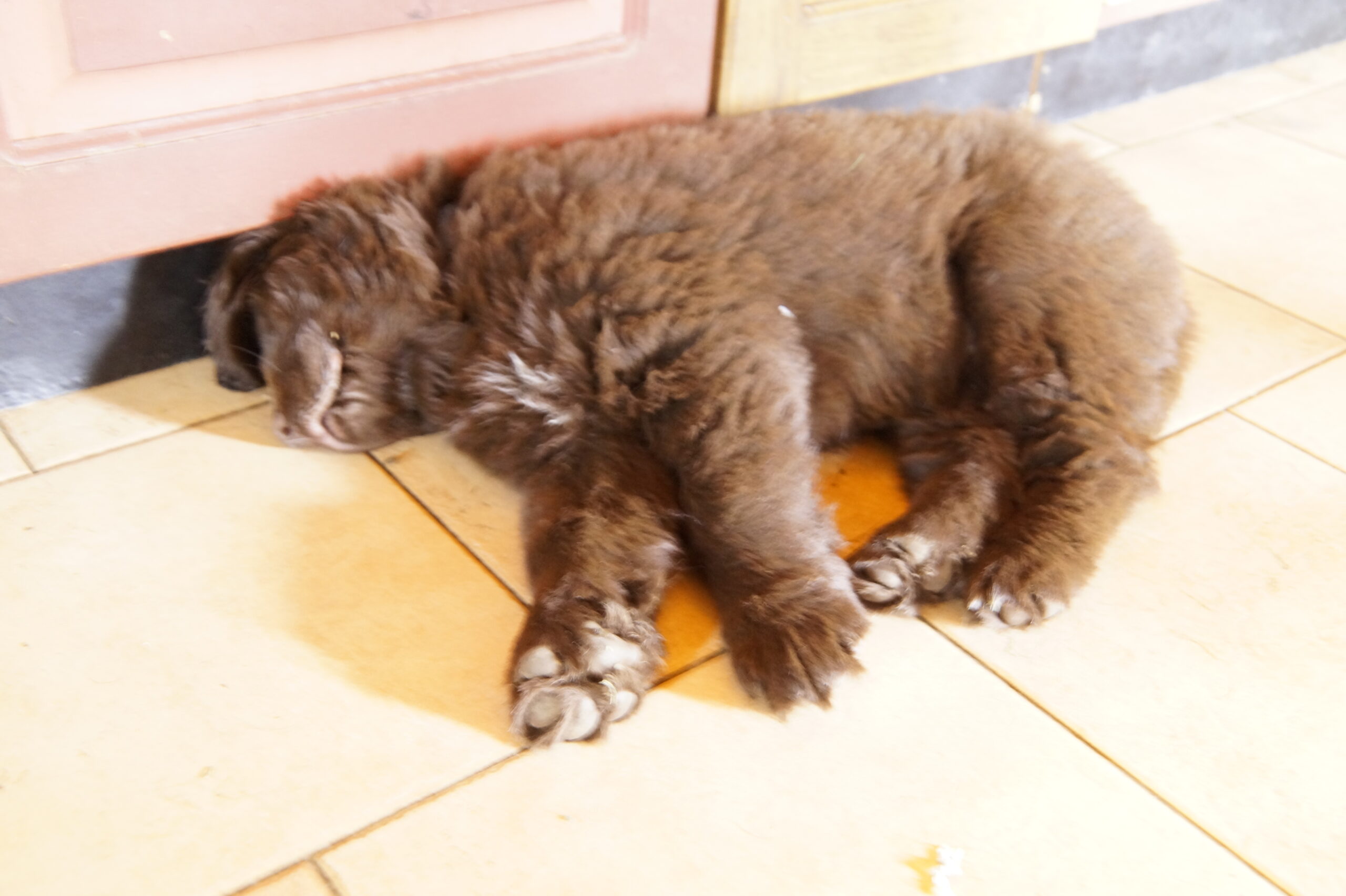 Rassebeschreibung Neufundländer