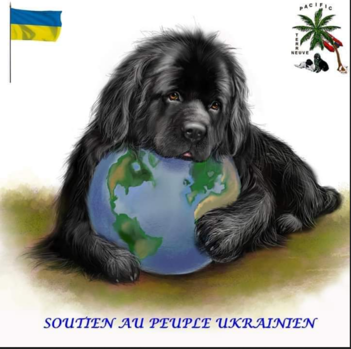 Ein Neufundländer möchte die Welt beschützen!