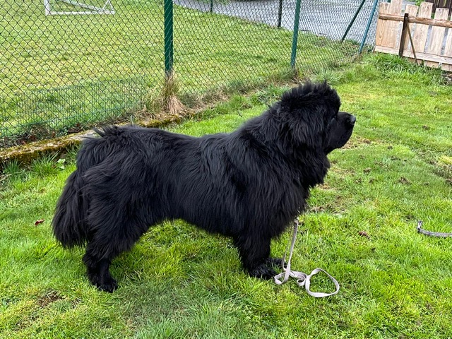 Der junge Bobbel hat ein Zuhause!