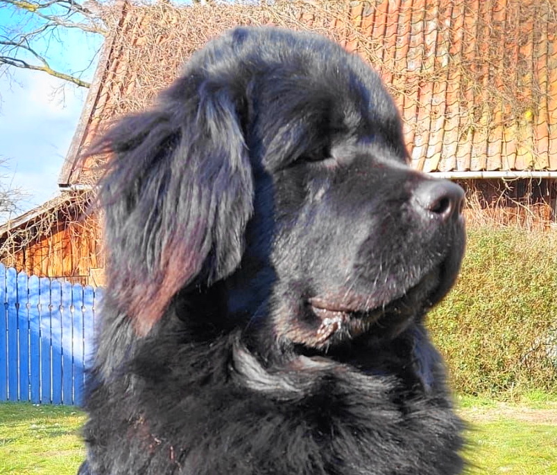 Moses hat ein neues Zuhause!