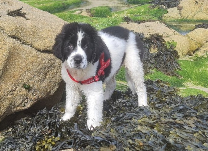 Erfolgreiche Gastvermittlung für Dou-Dou