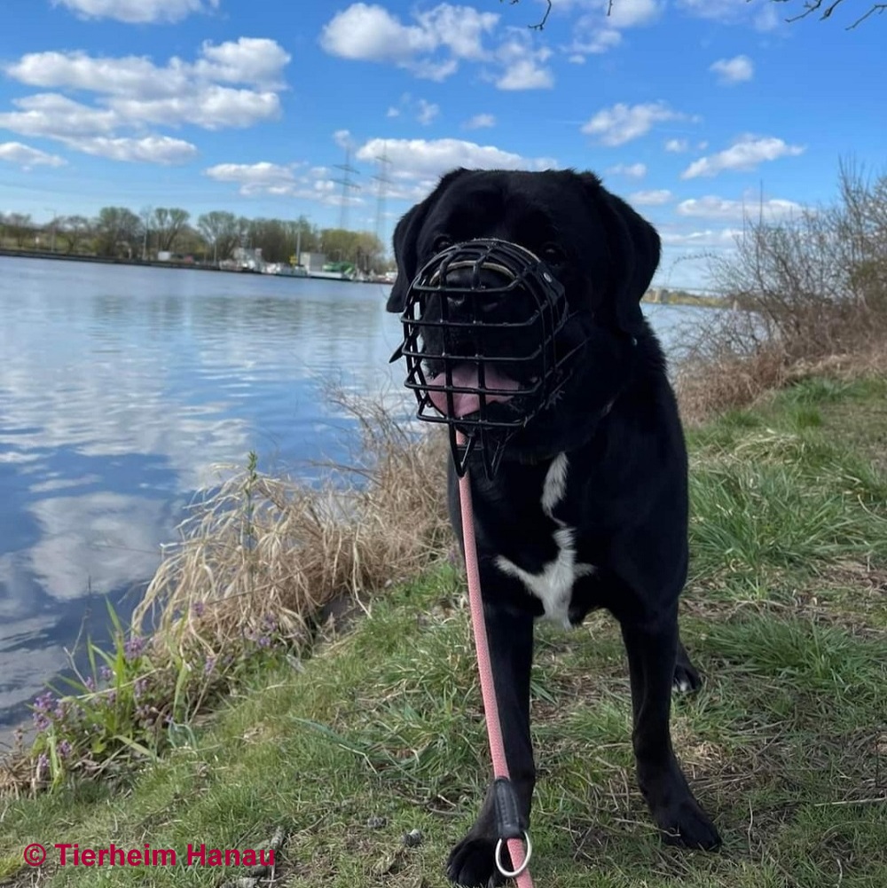Vermittlungshilfe für Bruno