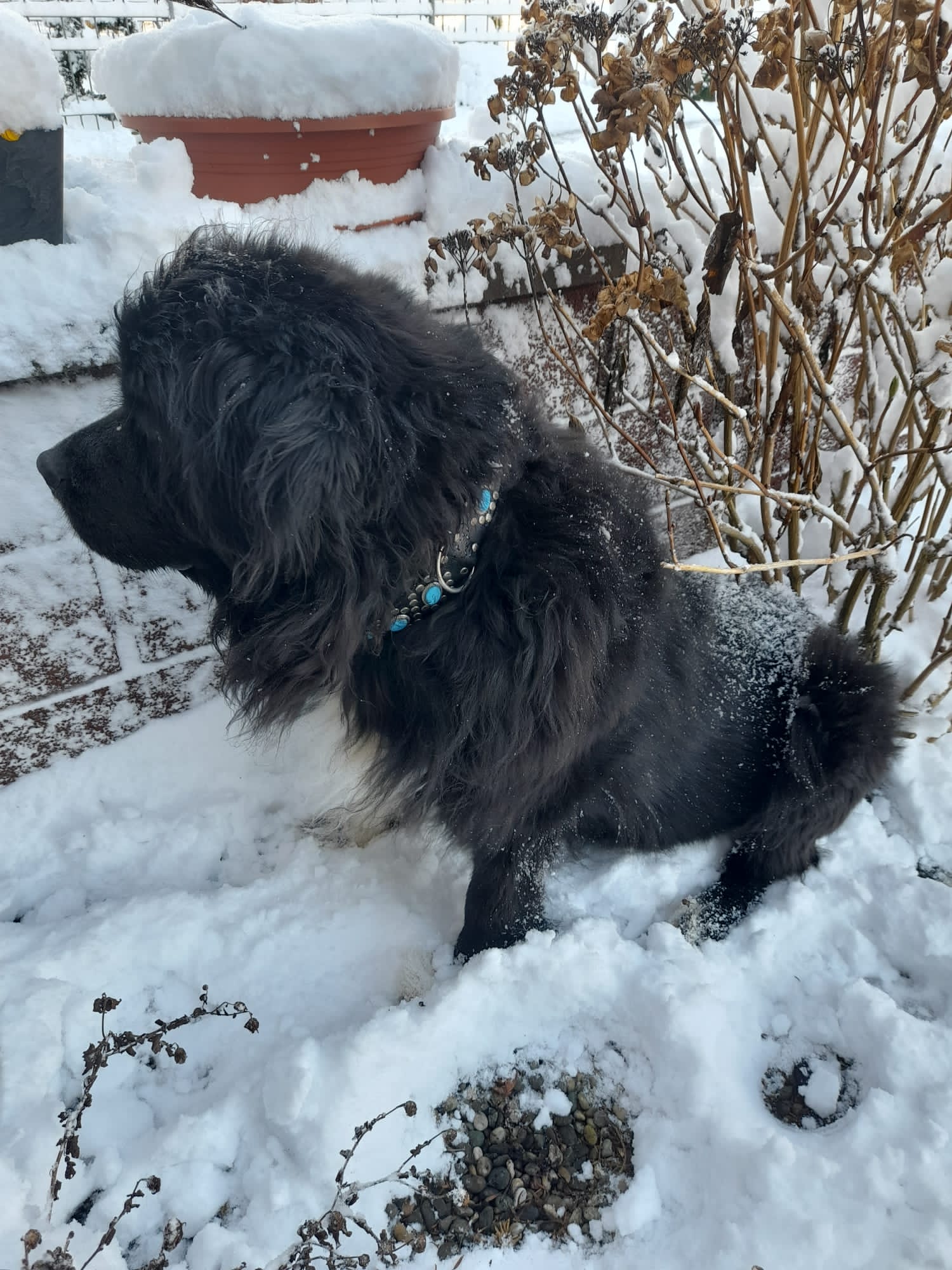 Aktualisierung: Hilfe fürSophia„Neufundländer in Not e.V.“ bittet um finanzielle Unterstützung für Sophia